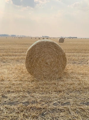 50mt Oaten Straw 5x4 Rolls