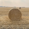 50mt Oaten Straw 5x4 Rolls