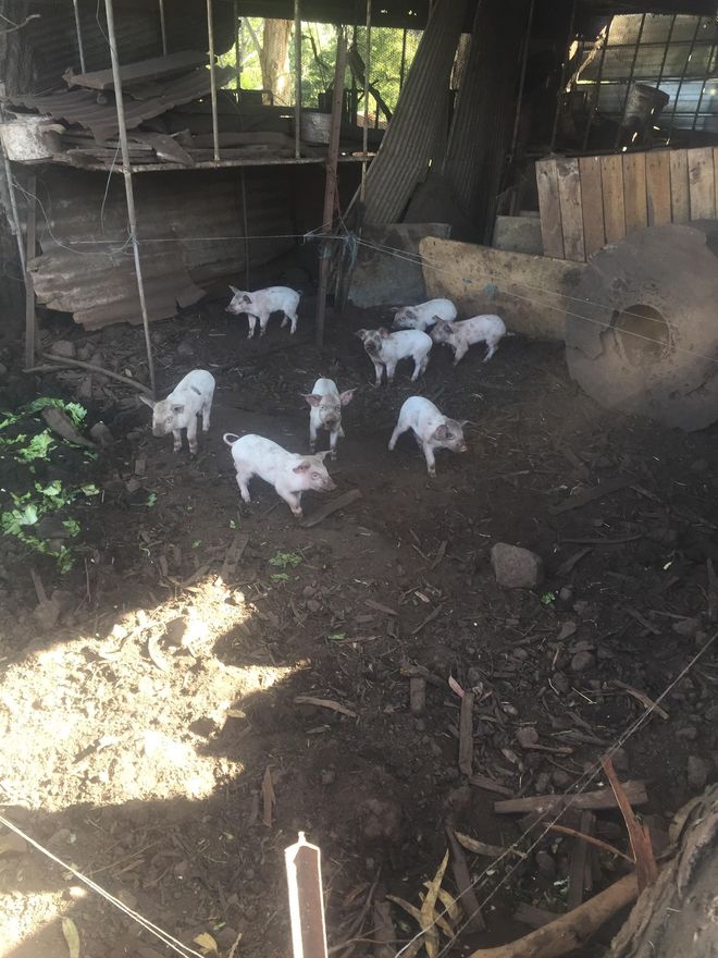 Pigs and Piglets