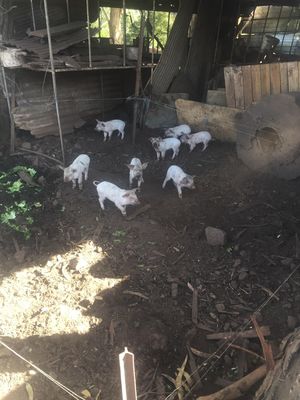 Pigs and Piglets
