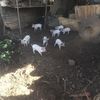 Pigs and Piglets