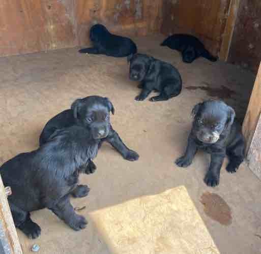 4 Purebred Labrador Pups