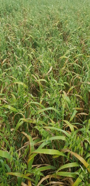 20mt Hay Oat Seed (Winteroo type)