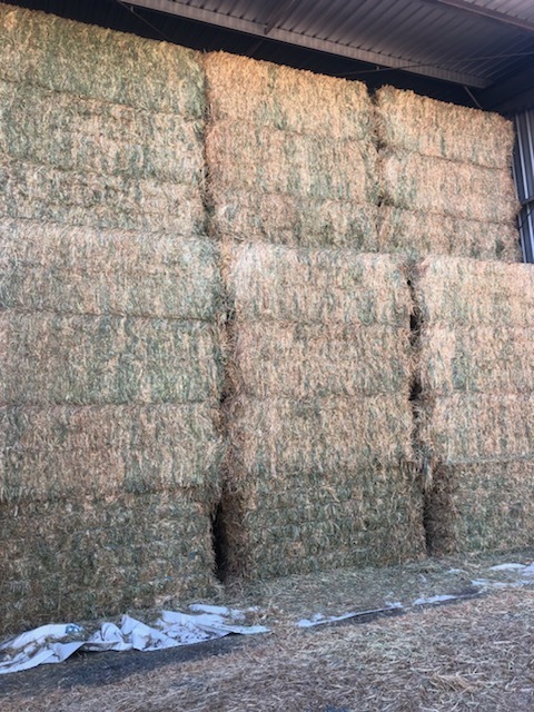 Wheaten Hay 8x4x3 Bales 