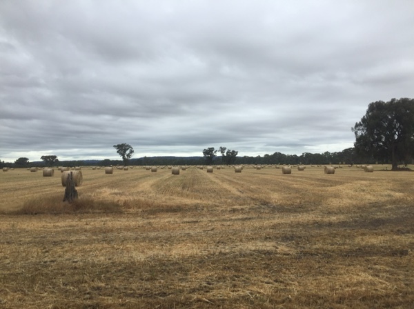 250 Oaten Hay  Rounds
