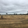 250 Oaten Hay  Rounds
