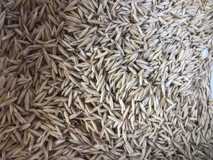 Graded Mulgarra Oats in 1m/t Bulka Bags