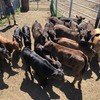 ANGUS AND ANGUS X COWS WITH ORGANICALLY BRED LIMO CALVES FOR SALE
