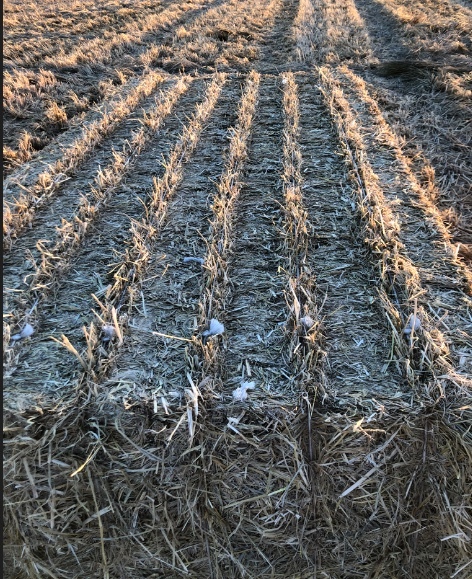 Rice Straw 8x4x3 2000ton