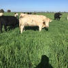 Charolais Cows with Calves at Foot in calf again to Angus Bull   x 6