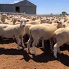 130 Crossbred Ewes For Sale