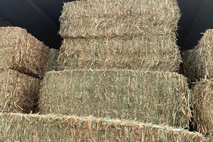 Canola Hay
