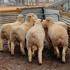6 x Poll Dorset Rams 