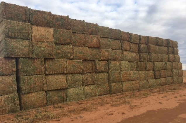 120mt Vetch Hay 650kg 8x4x3 Bales New Season