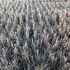 Standing wheaten stubble 