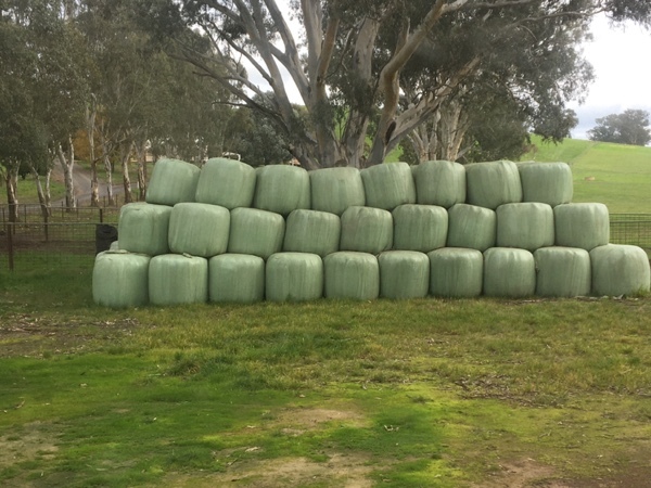 100 Rolls 4x4 Italian Ryegrass silage