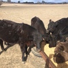 Black Angus steers