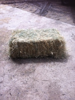 1000 x Grassy Lucerne Hay Small Squares