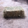 1000 x Grassy Lucerne Hay Small Squares