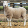 Under Auction - Lot 31 Highlander Ram 190906 (DLE Ram Auction A100 - 10th Sept via Auctionsplus) 