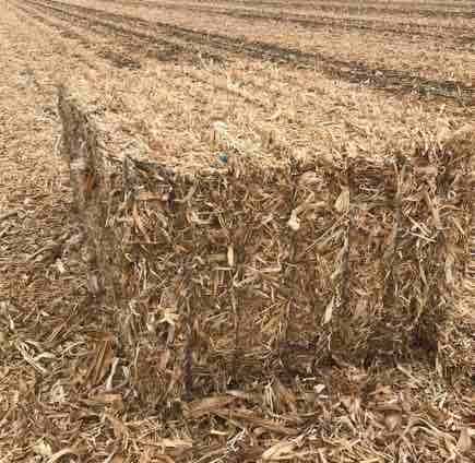 Corn Stubble in 8x4x3 Bales