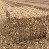 Corn Stubble in 8x4x3 Bales