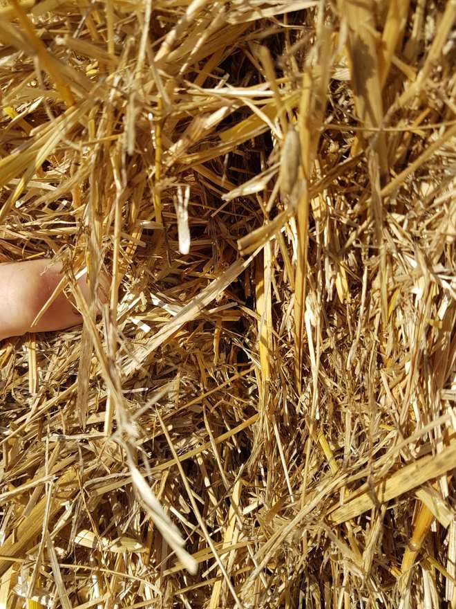  Oaten Straw - 250 big squares oaten straw Bales: 8 x 4 x 3 Weight: 320-360kg - Sold By The Ton -