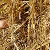  Oaten Straw - 250 big squares oaten straw Bales: 8 x 4 x 3 Weight: 320-360kg - Sold By The Ton -