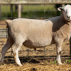 Under Auction - Lot 17 Highlander Ram 190434 (DLE Ram Auction A100 - 10th Sept via Auctionsplus) 