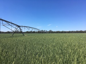 Sold Out for 2020 - Forage Wheat - Petrel Wheat Seed