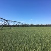 Sold Out for 2020 - Forage Wheat - Petrel Wheat Seed