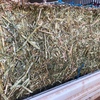 100mt Canola Hay 8x4x3