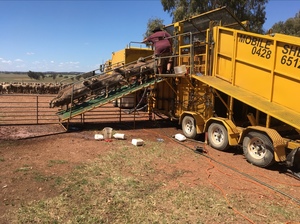 Mobile Cage Sheep Dip