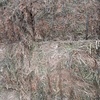 250mt Vetch Hay 700kg 8x4x3 Bales