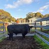 Bulls for lease