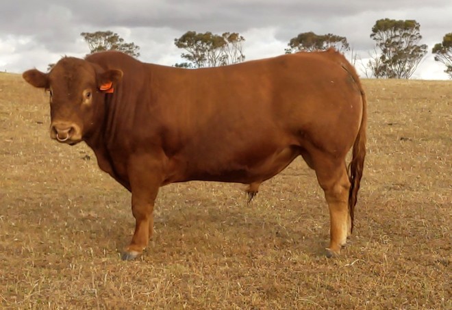 Stud Limousin Bulls