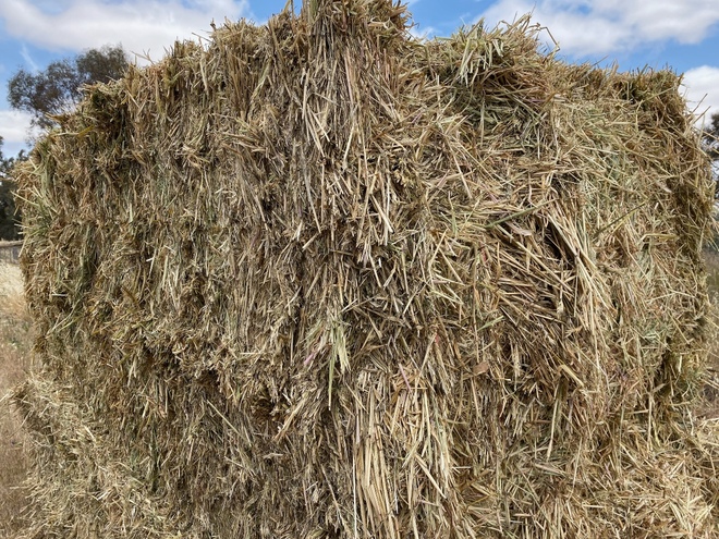 200mt Barley Hay 700-750kg 8x4x3 Bales 