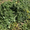 New Season Vetch/Canola Hay 