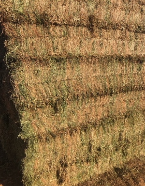 300mt Vetch Hay 650kg 8x4x3 Bales ex Paddock (NEW SEASON)