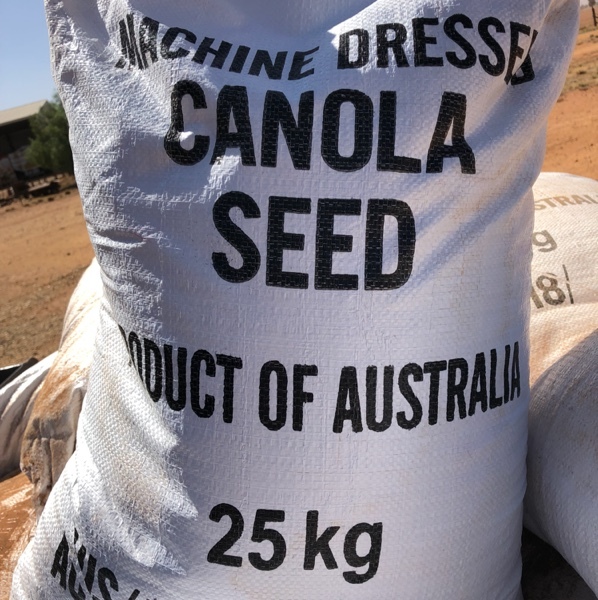 Canola Seed