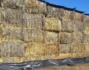 100 mt wheaten hay