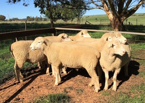 Poll Dorset Flock Rams - Stud Dorset Rams X 2
