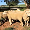 Poll Dorset Flock Rams - Stud Dorset Rams X 2