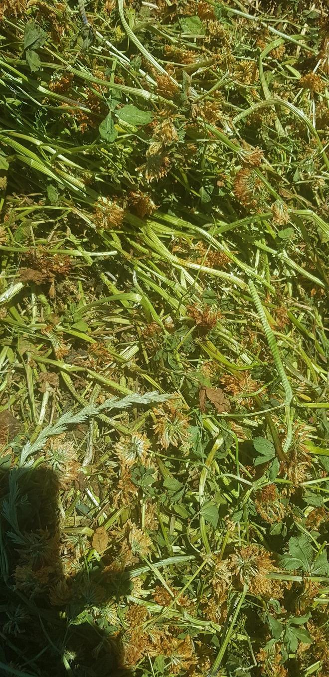 Clover Hay in 8x4x3 Bales 580 Kg's