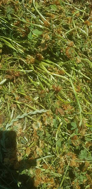 Clover Hay in 8x4x3 Bales 580 Kg's