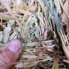 Under Auction - Wheaten Hay Big Square Bales - 2% + GST Buyers Premium On All Lots