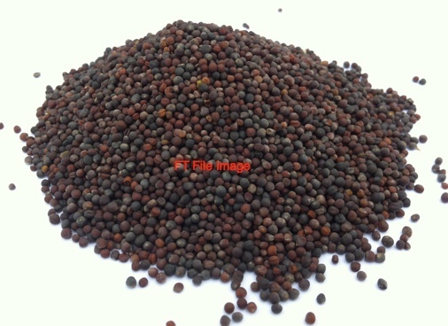 Upto 200/mt Canola Seed Wanted