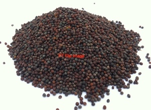 Upto 200/mt Canola Seed Wanted