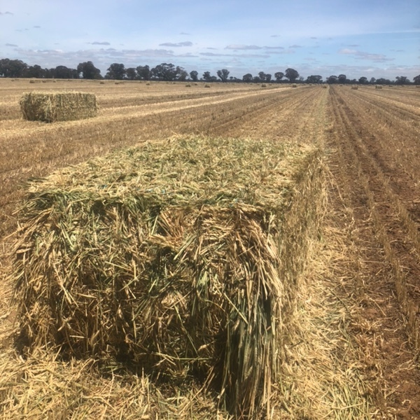 Wheaten/Oaten Hay