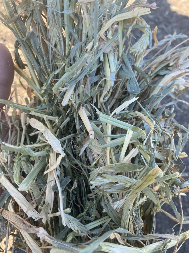 Wheaten/Barley Hay Good testing